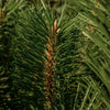 Pura, The Smell Of Tree